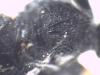 Coelichneumon rudis